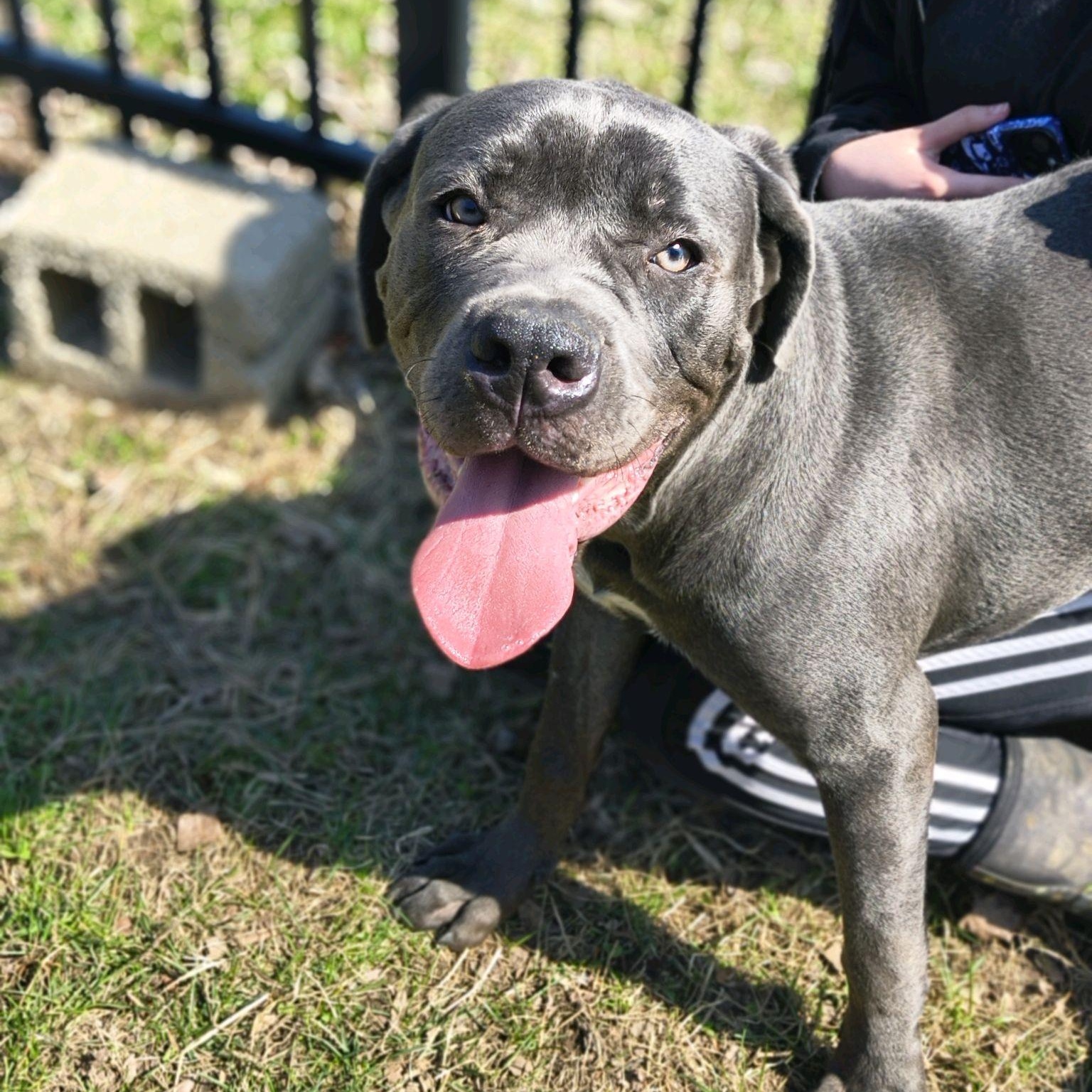Enlarge Horton, an adopted Cane Corso in Valparaiso, IN image 2/2
