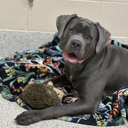 Horton, adopted, Young Male Cane Corso.