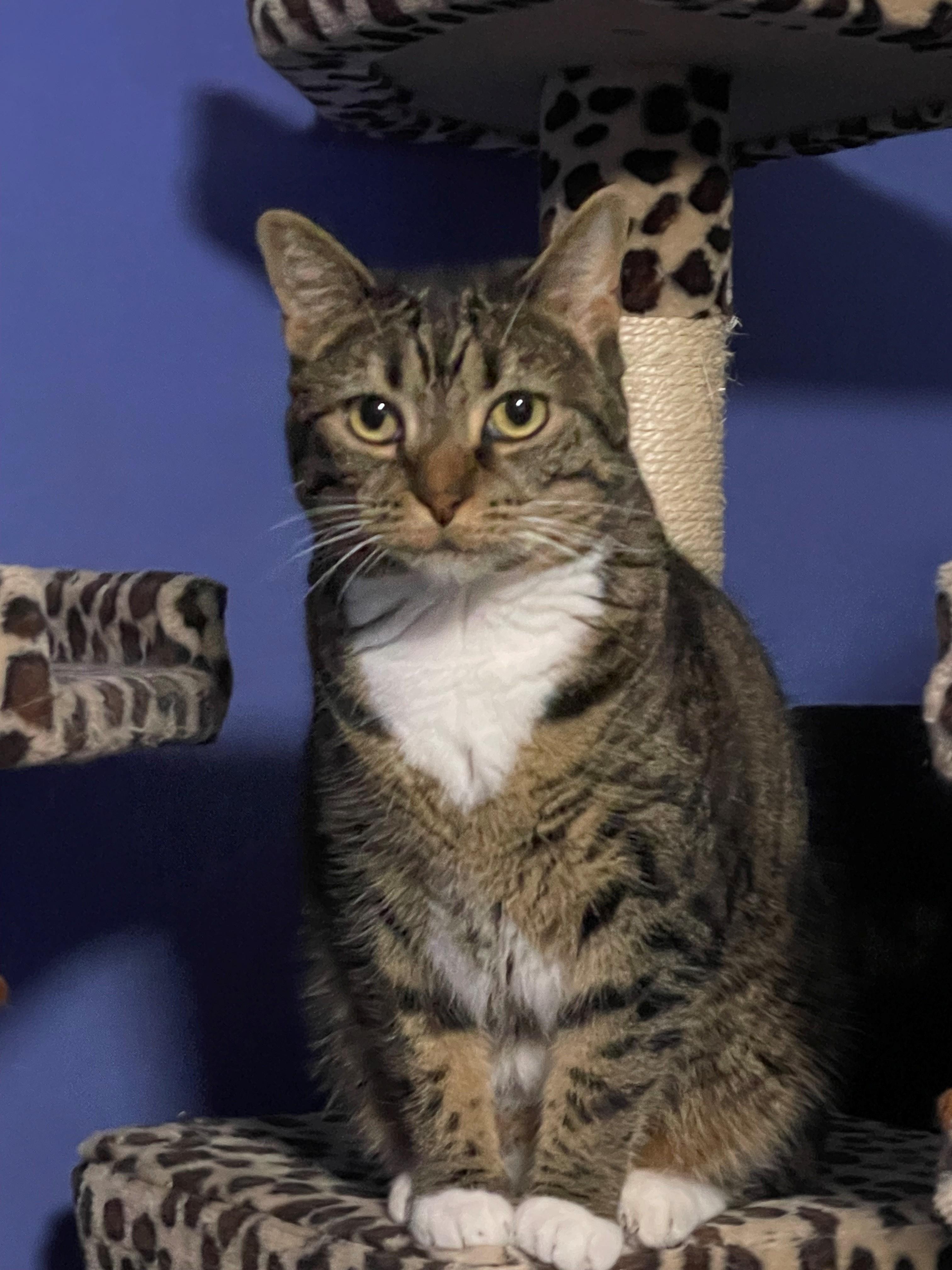 Tiny, Adoptable, Adult Female Domestic Short Hair.