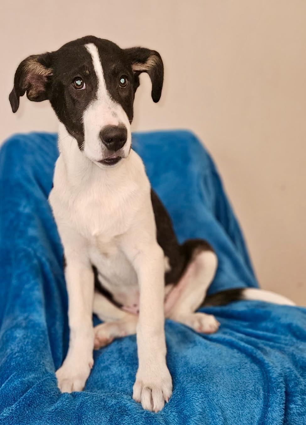 Pickles, Adoptable, Young Male Cattle Dog & Mixed Breed.