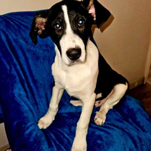 Pickles, Adoptable, Young Male Cattle Dog & Mixed Breed.