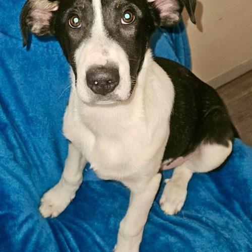 Pickles, a Adoptable mixed breed in Leesburg, AL image 2/4