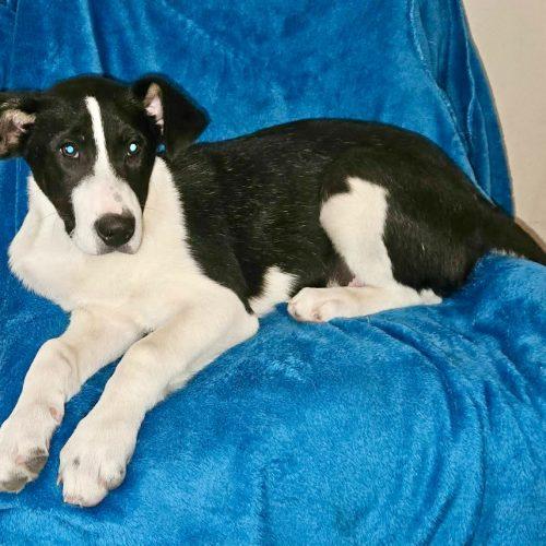 Pickles, a Adoptable mixed breed in Leesburg, AL image 3/4