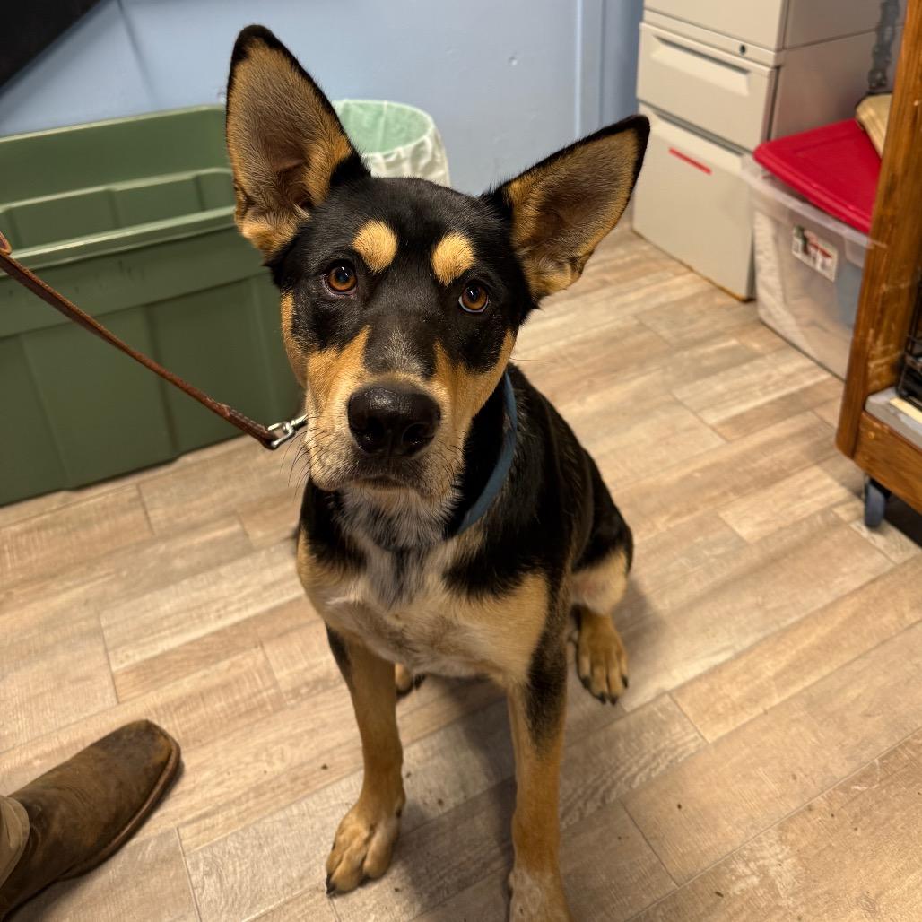 Brooks, Adoptable, Young Male German Shepherd Dog & Cattle Dog.