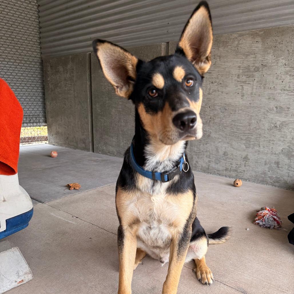 Enlarge Brooks, a Adoptable mixed breed in Redwood Valley, CA image 2/4