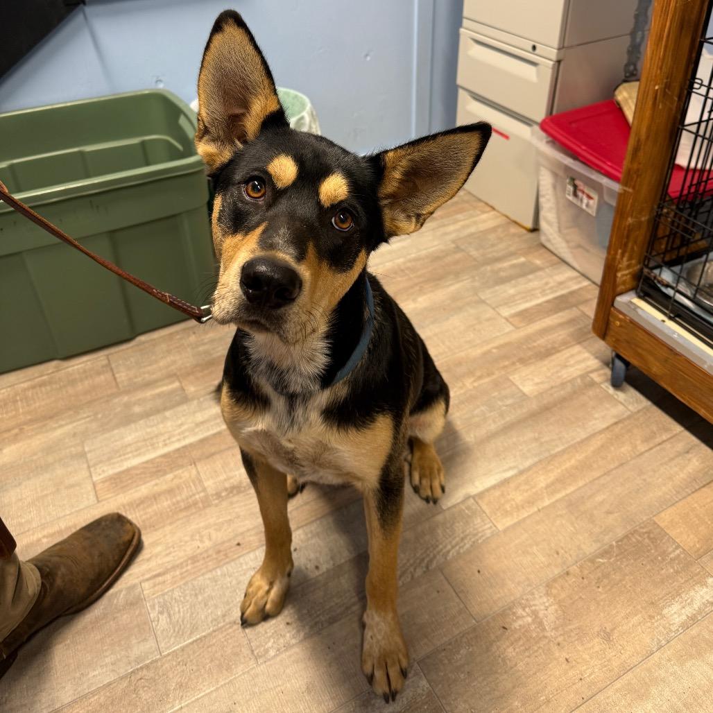 Enlarge Brooks, a Adoptable mixed breed in Redwood Valley, CA image 3/4