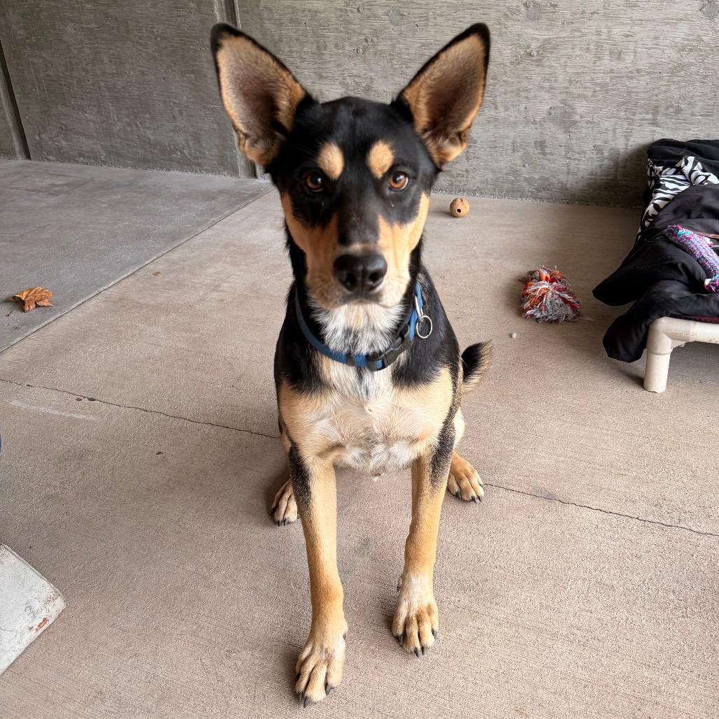 Enlarge Brooks, a Adoptable mixed breed in Redwood Valley, CA image 4/4