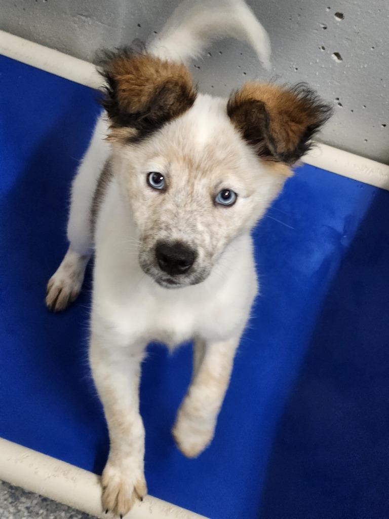 Enlarge Fresca, an adopted mixed breed in House Springs, MO image 1/1