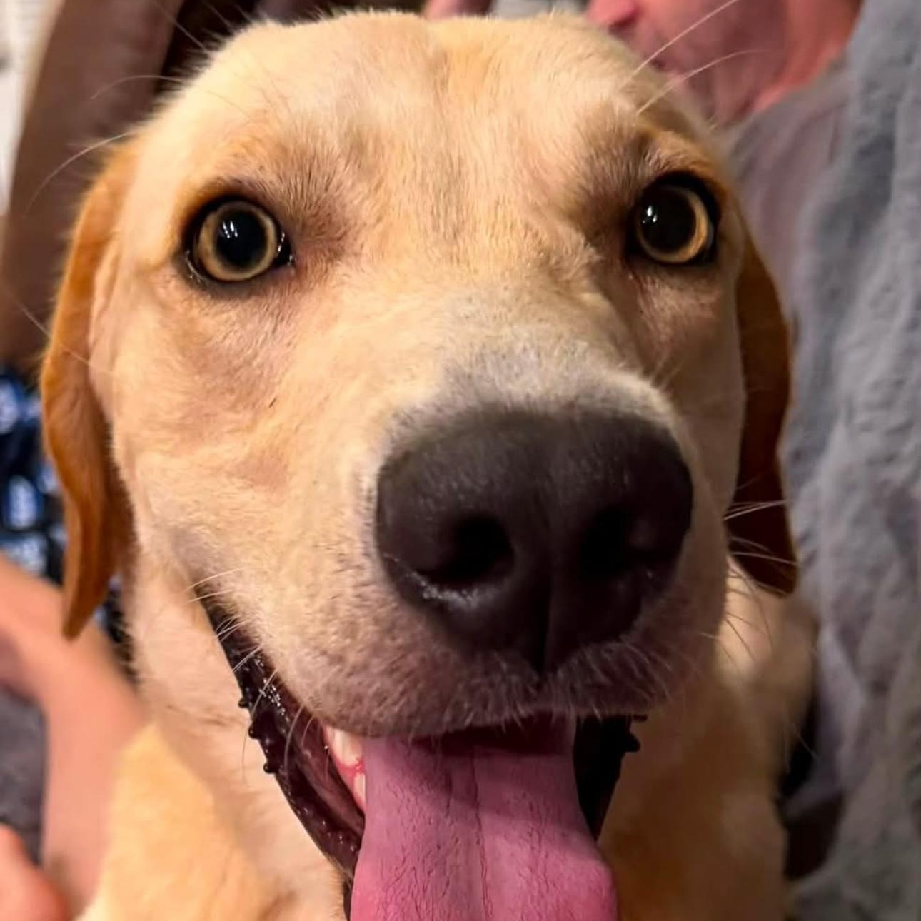 Enlarge 2163 Finn, a Adoptable mixed breed in Springfield, MO image 2/3