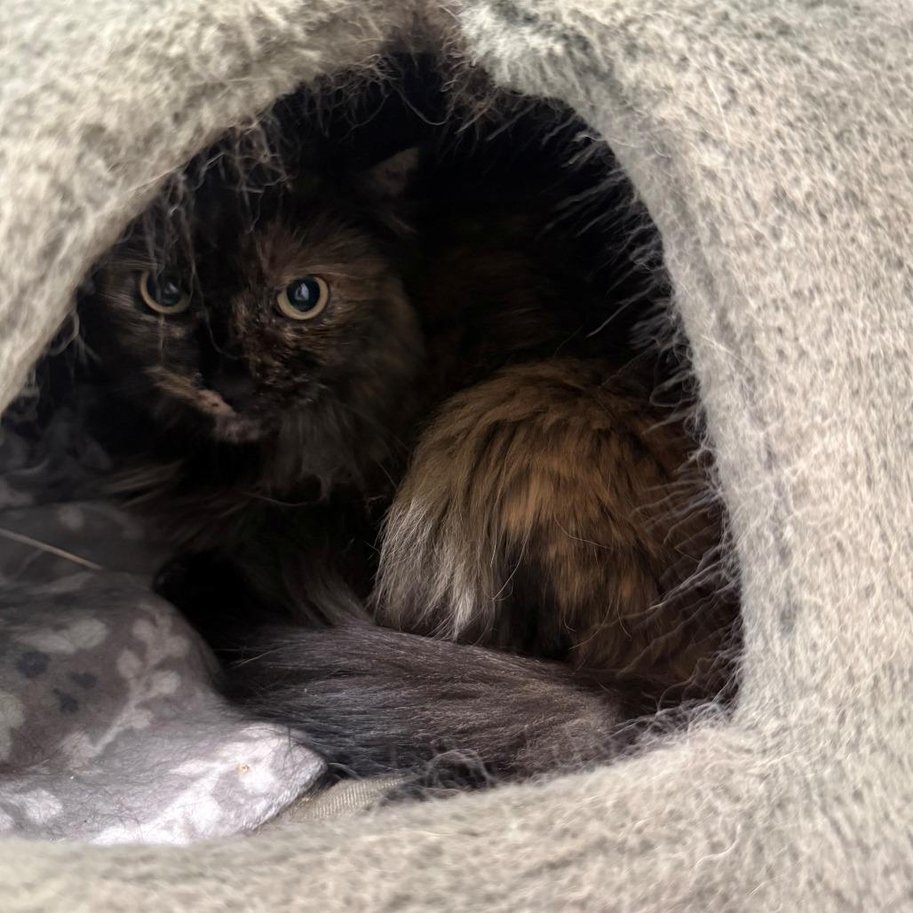 Coco, Adoptable, Senior Female Domestic Long Hair.