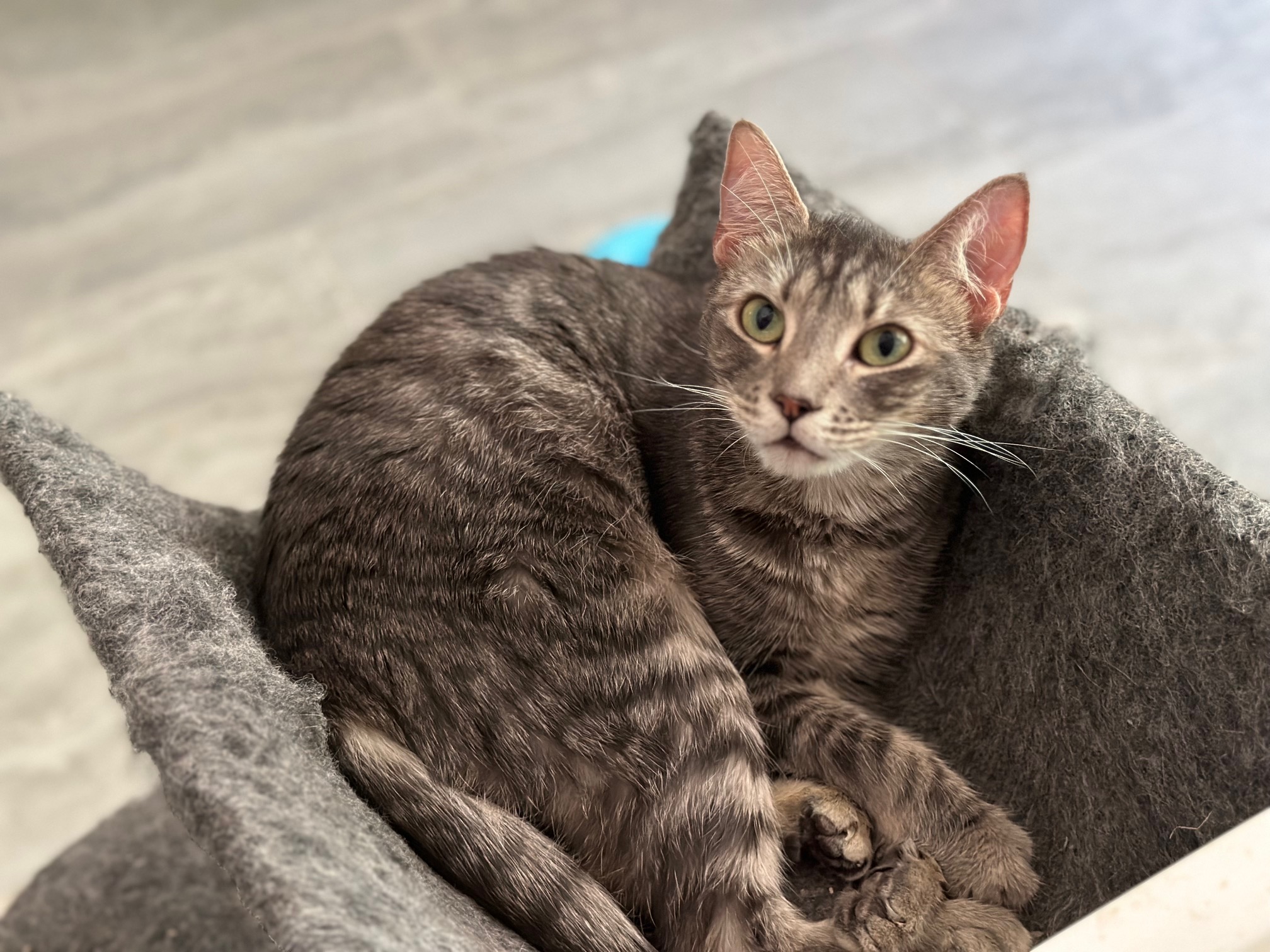 Enlarge Mila, a Adoptable Domestic Short Hair in Apex, NC image 1/1