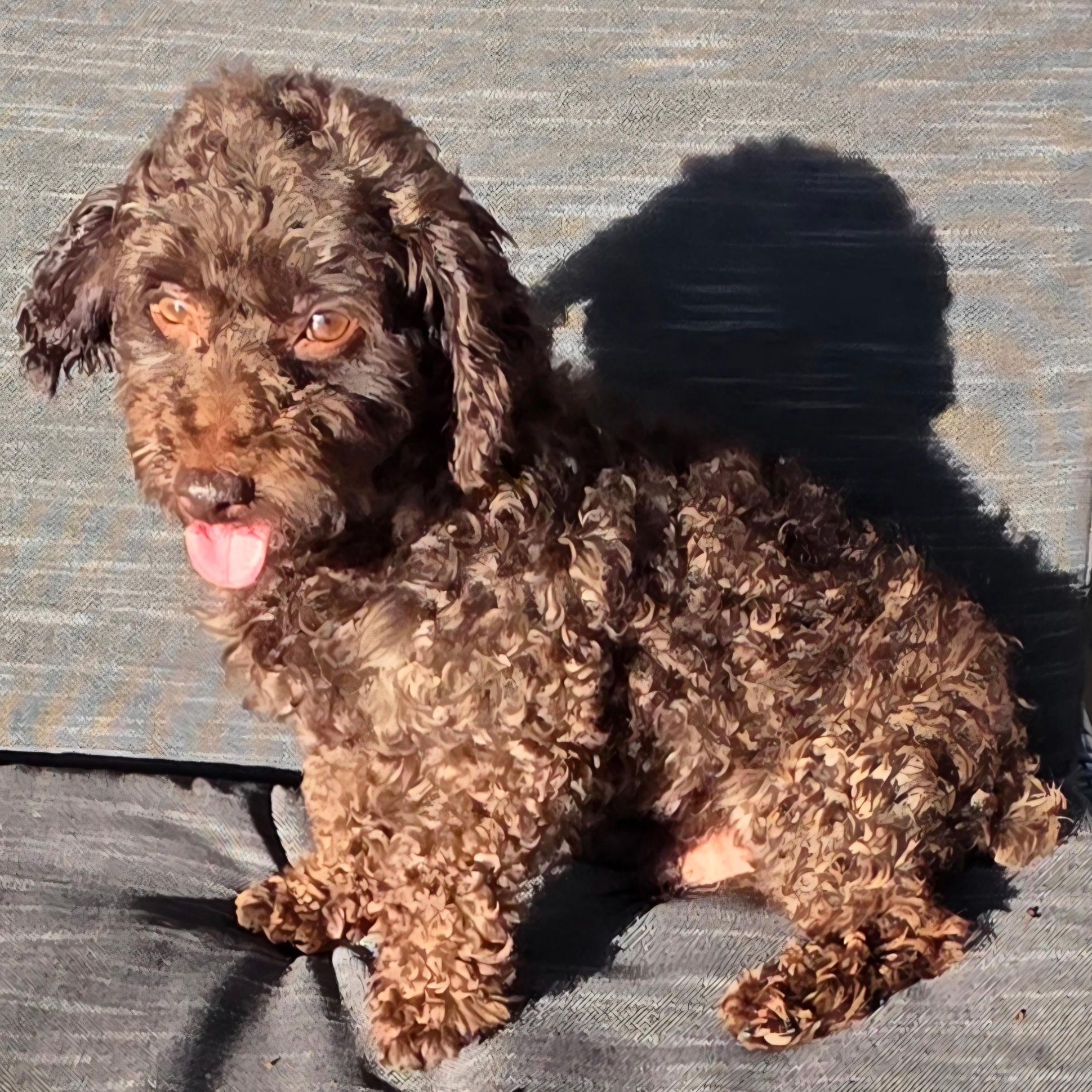 Bjorn - Home Visit in Process, an adopted Poodle in Hartland, WI image 6/6
