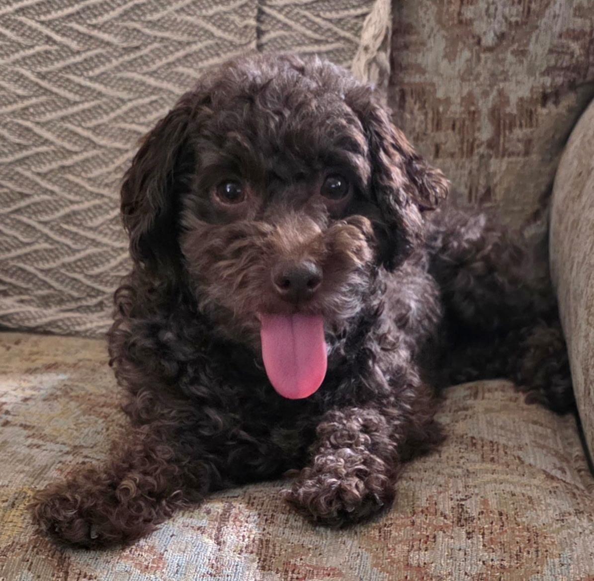 Bjorn - Home Visit in Process, an adopted Poodle in Hartland, WI image 5/6