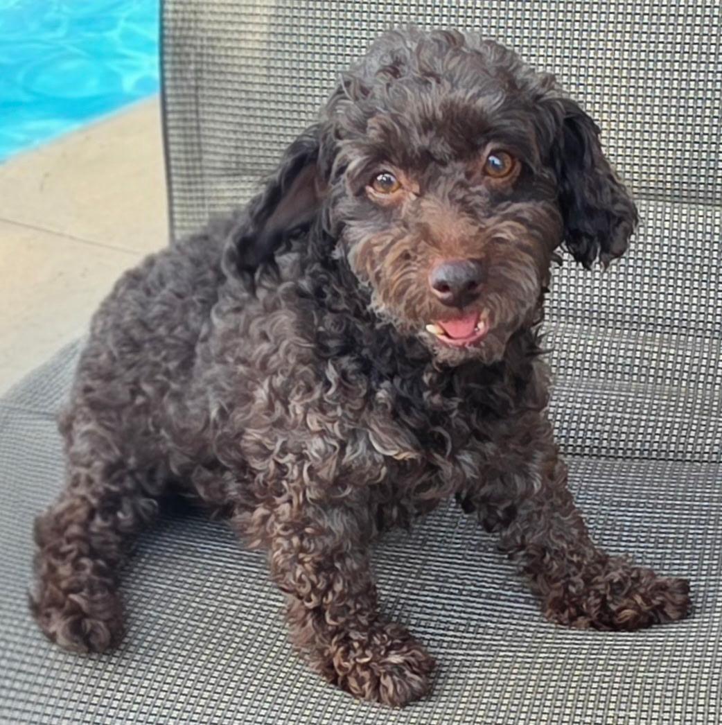 Bjorn - Home Visit in Process, an adopted Poodle in Hartland, WI image 4/6