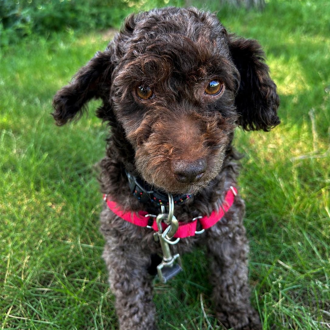 Bjorn-Foster Home Needed, a ADOPTABLE Poodle in Hartland, WI image 1/5