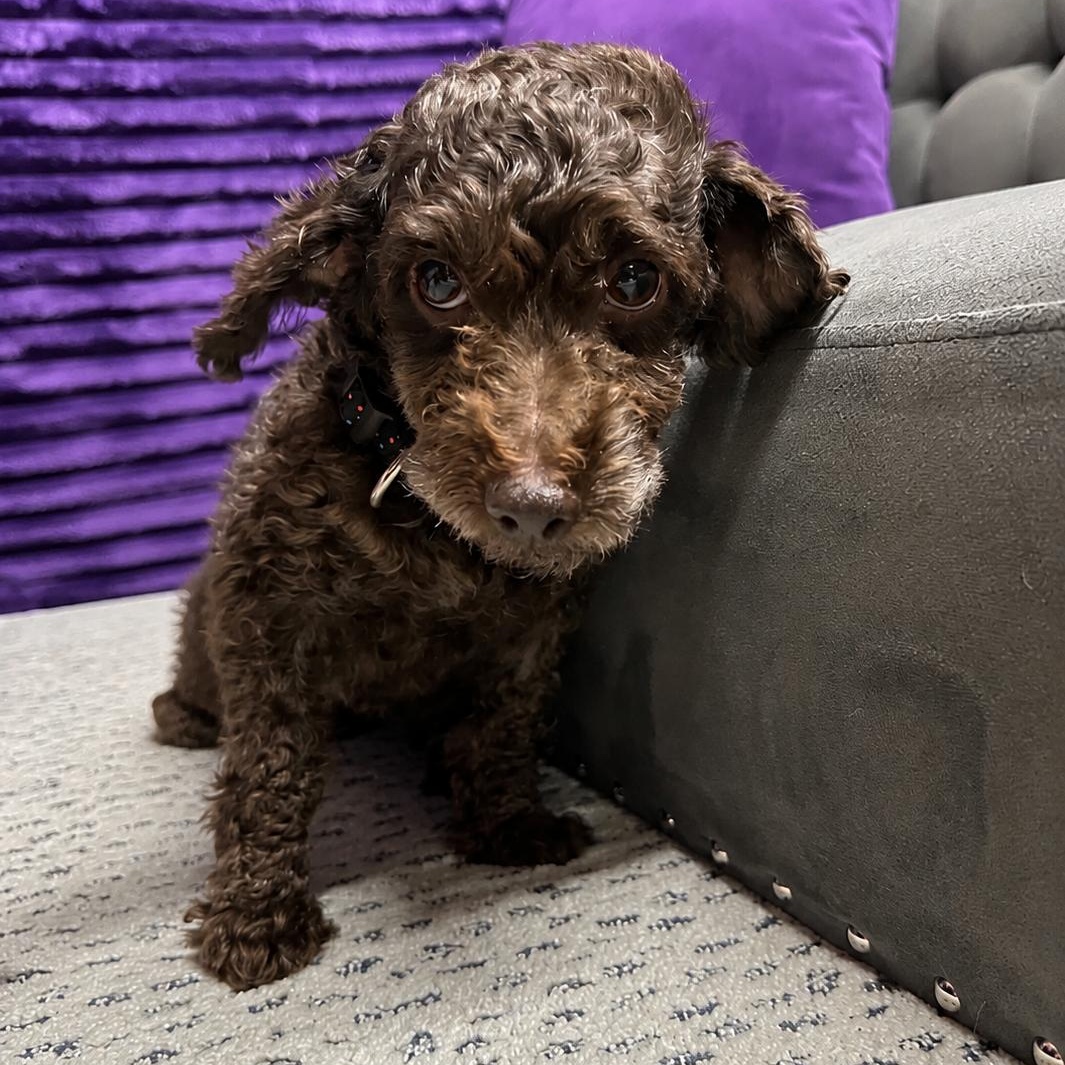 Bjorn-Foster Home Needed, a ADOPTABLE Poodle in Hartland, WI image 4/5