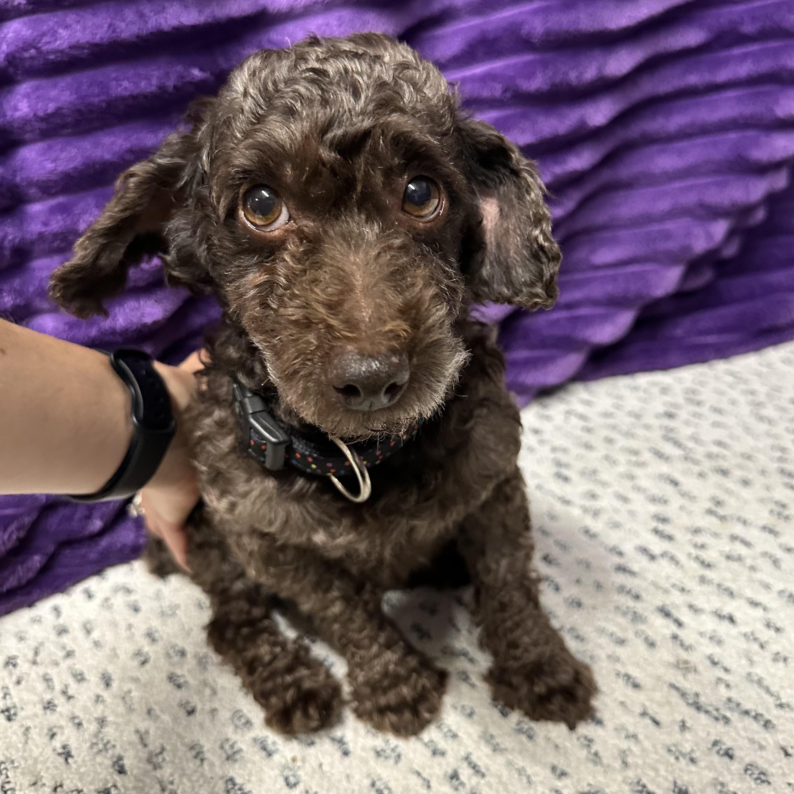 Bjorn-Foster Home Needed, a ADOPTABLE Poodle in Hartland, WI image 3/5