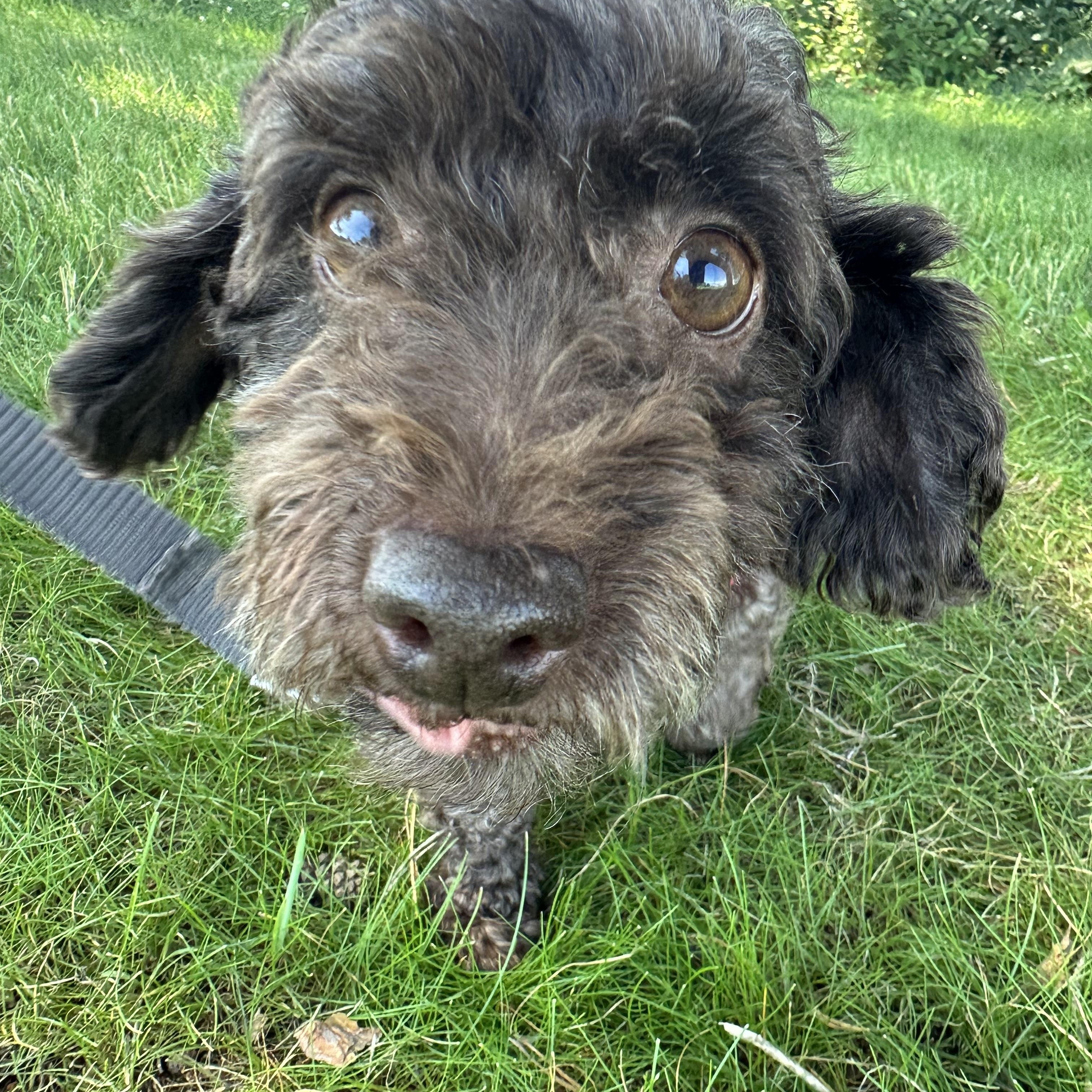Bjorn-Foster Home Needed, a ADOPTABLE Poodle in Hartland, WI image 2/5