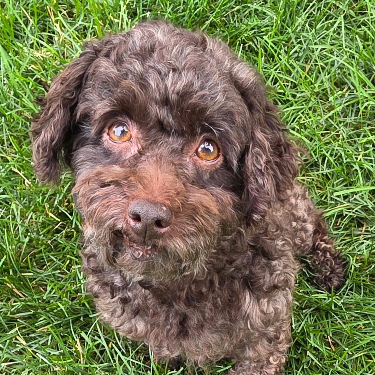 Bjorn - Home Visit in Process, an adopted Poodle in Hartland, WI image 2/6