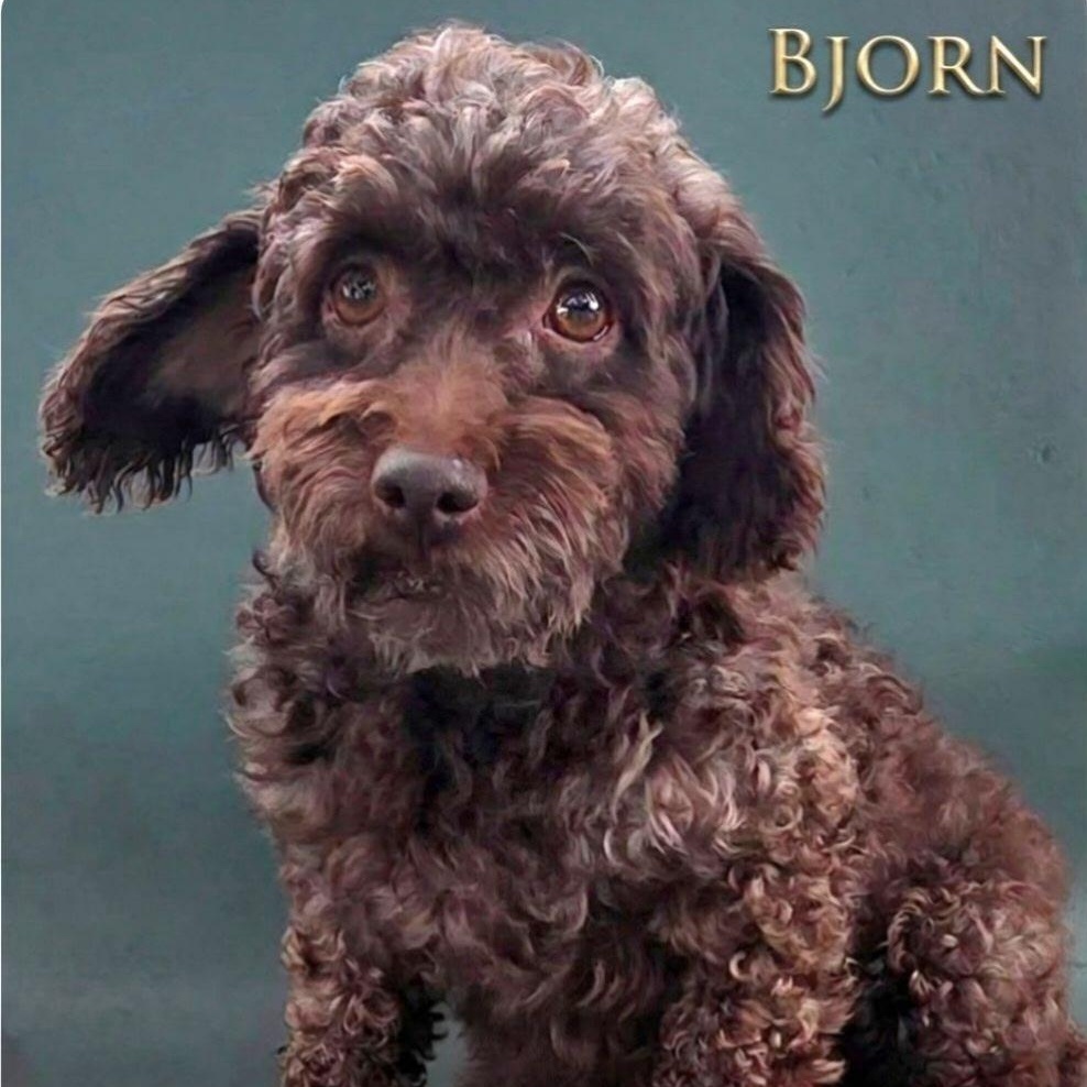 Bjorn - Home Visit in Process, an adopted Poodle in Hartland, WI image 1/6