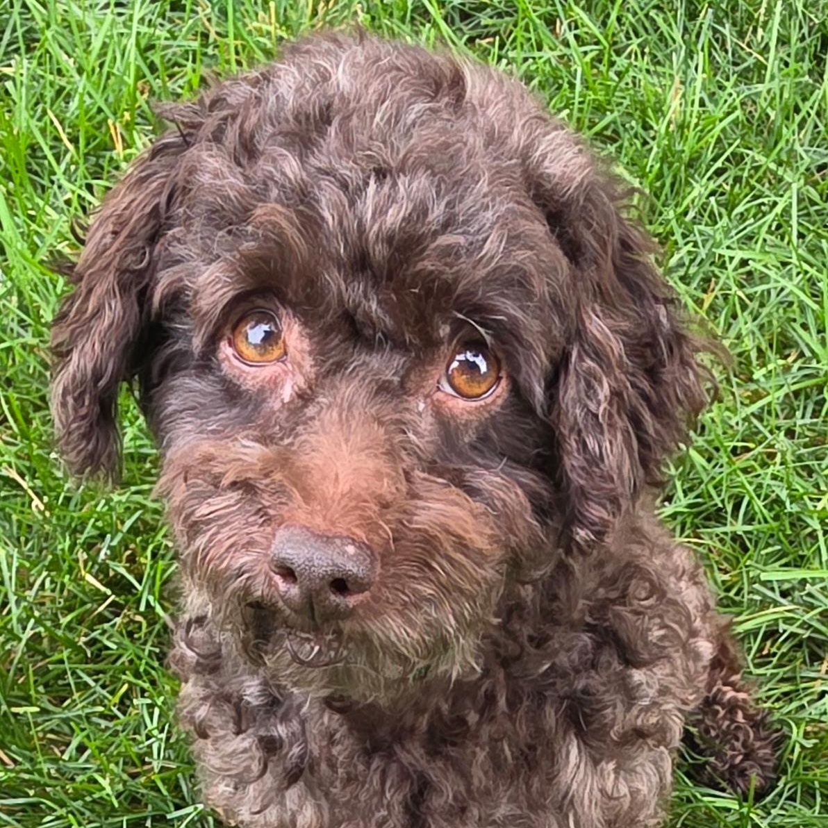 Bjorn - Home Visit in Process, an adopted Poodle in Hartland, WI image 3/6