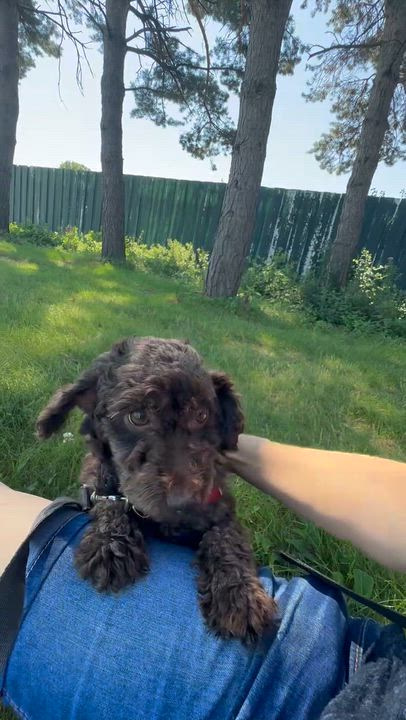 Enlarge Bjorn-Foster Home Needed, a ADOPTABLE Poodle in Hartland, WI video 5/5