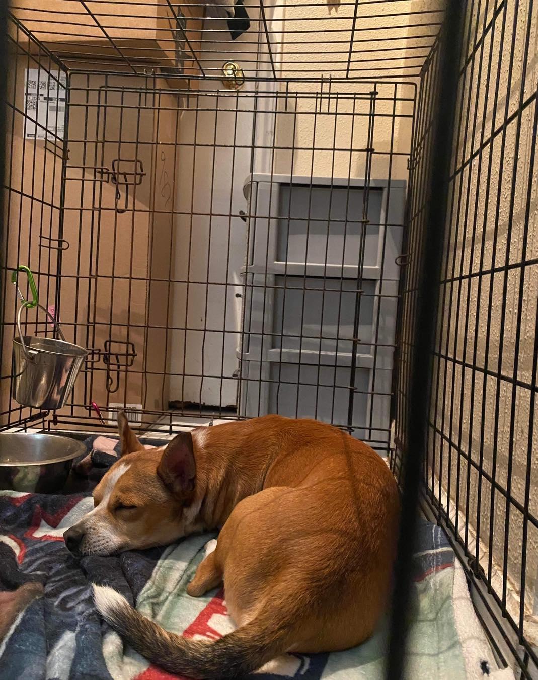 Radar, Adopted, Adult Male Chihuahua.