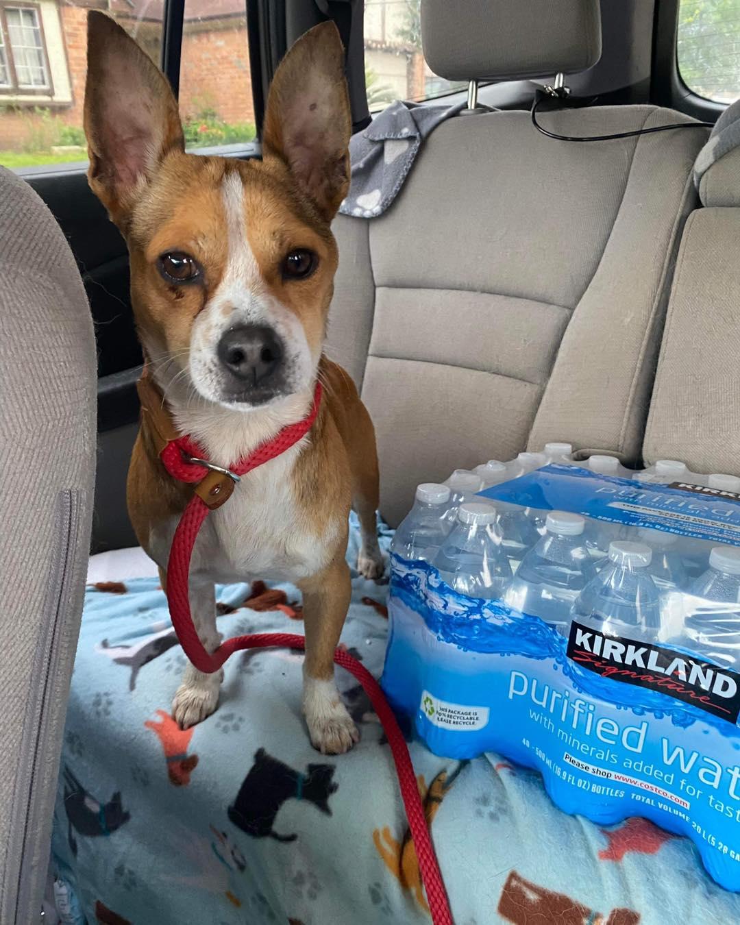 Radar, a Adopted Chihuahua in Houston, TX image 2/4