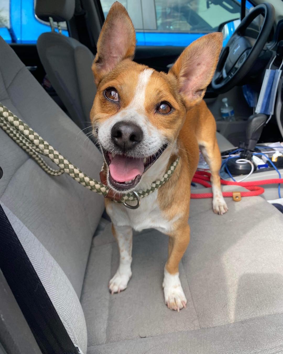 Radar, a Adopted Chihuahua in Houston, TX image 3/4