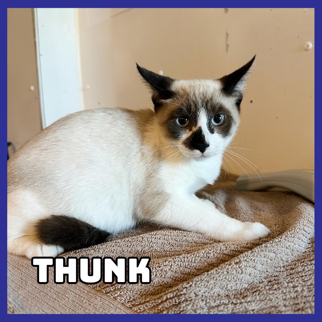 Enlarge Thunk, a Adoptable mixed breed in Glenwood, MN image 1/2