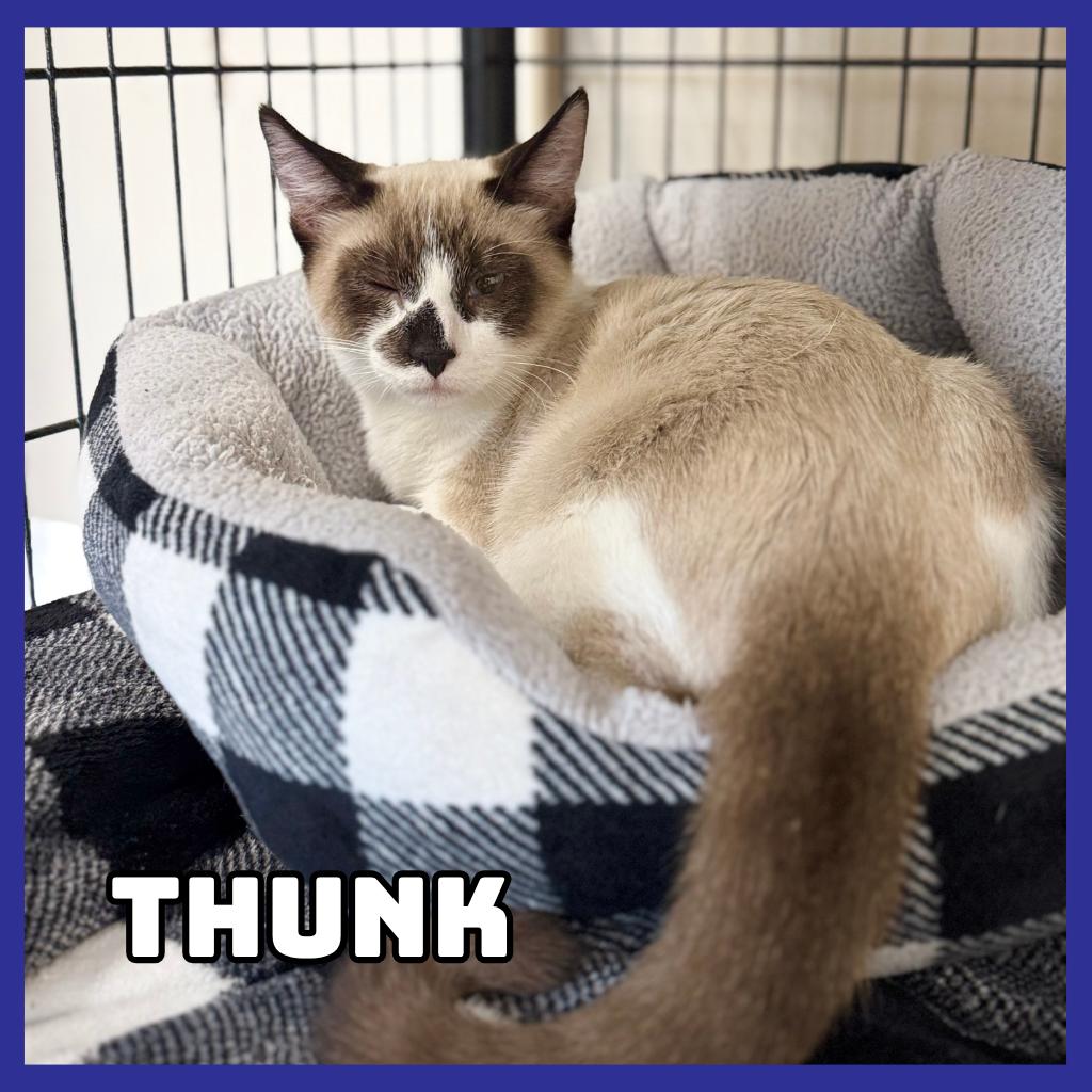 Enlarge Thunk, a Adoptable mixed breed in Glenwood, MN image 2/2