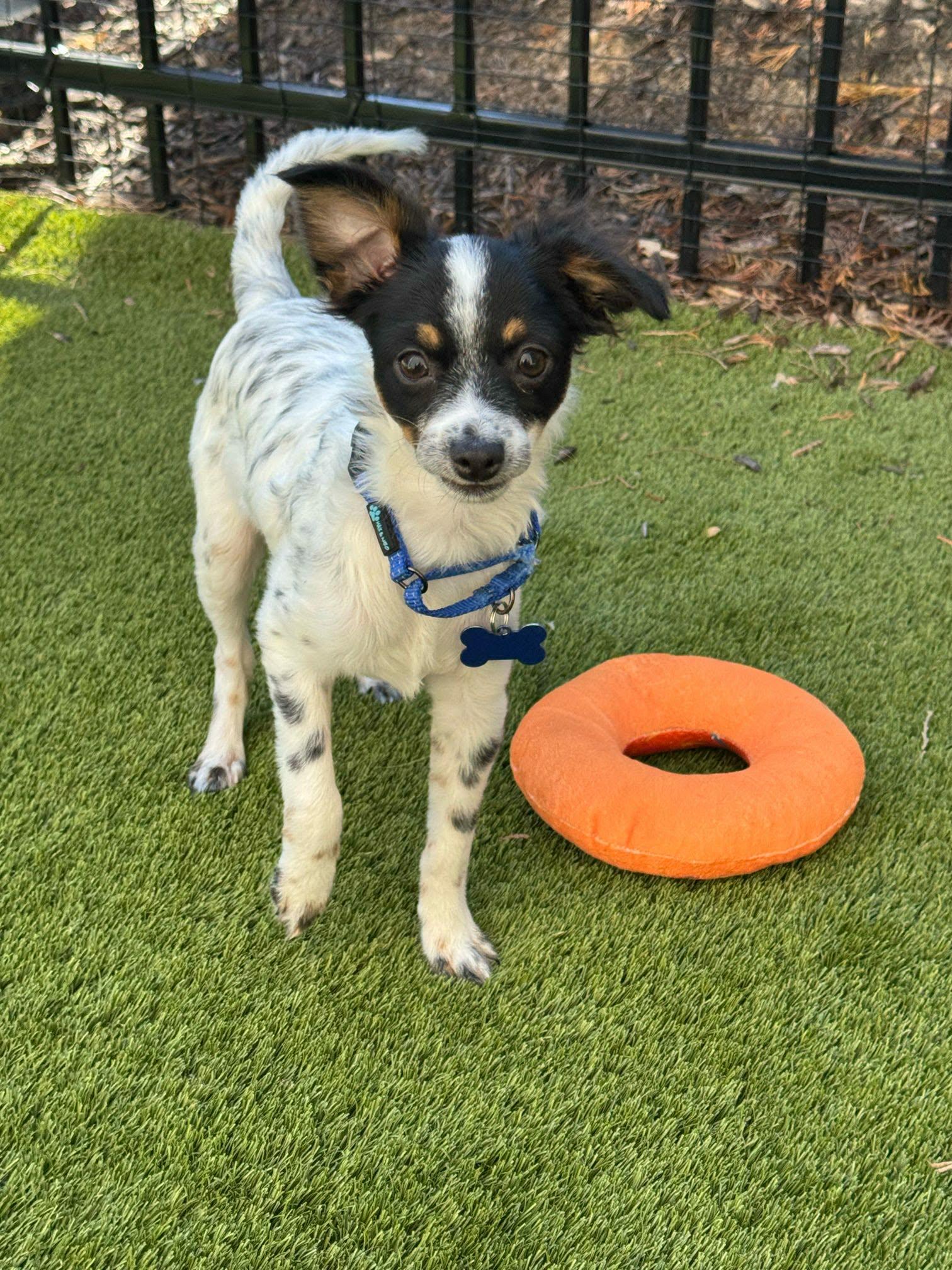 Enlarge Jimothy, a Adopted mixed breed in De Pere, WI image 1/2