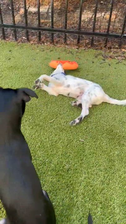 Enlarge Jimothy, a Adopted mixed breed in De Pere, WI video 2/2