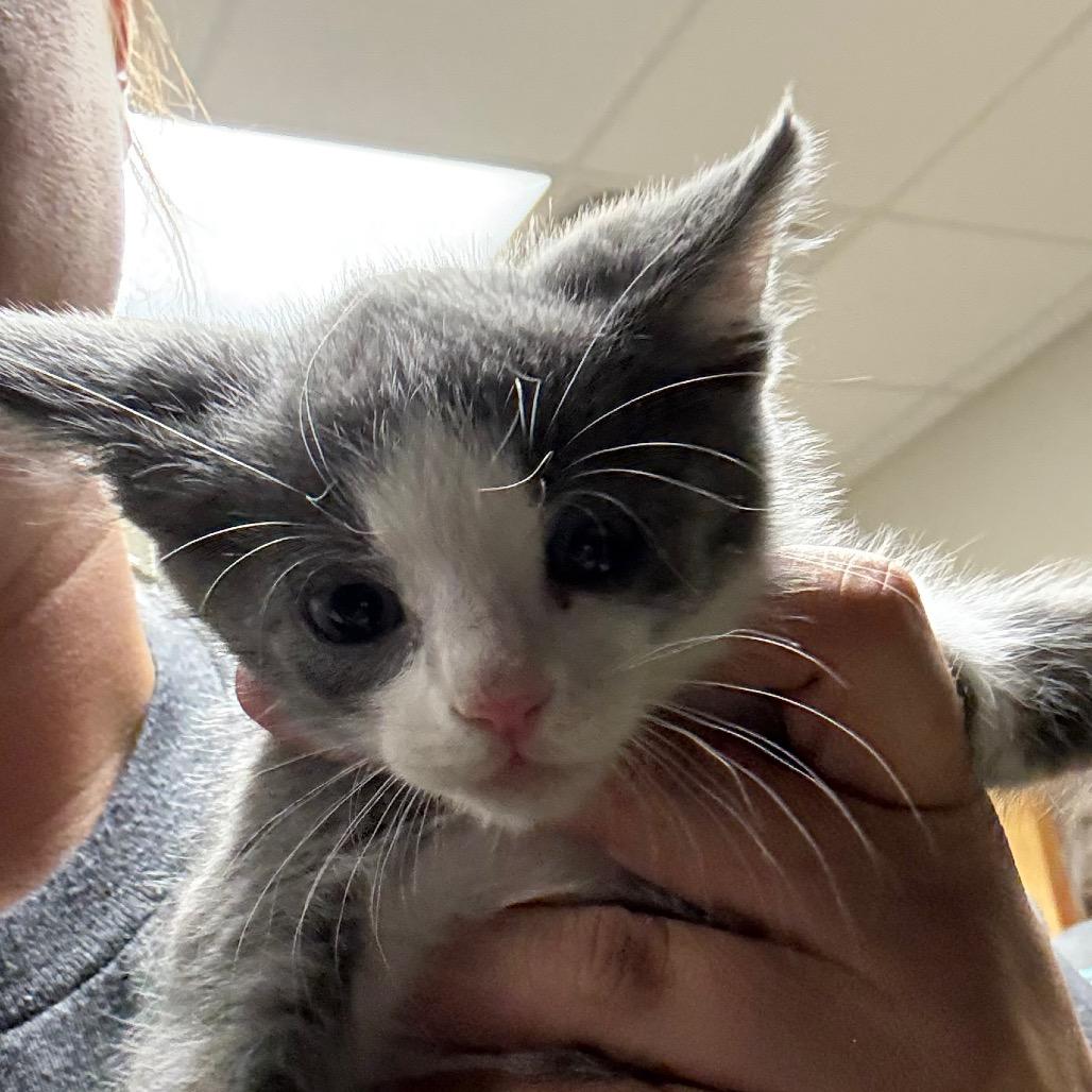 Enlarge Magenta, a Adopted Domestic Medium Hair in Cumberland, RI image 2/2
