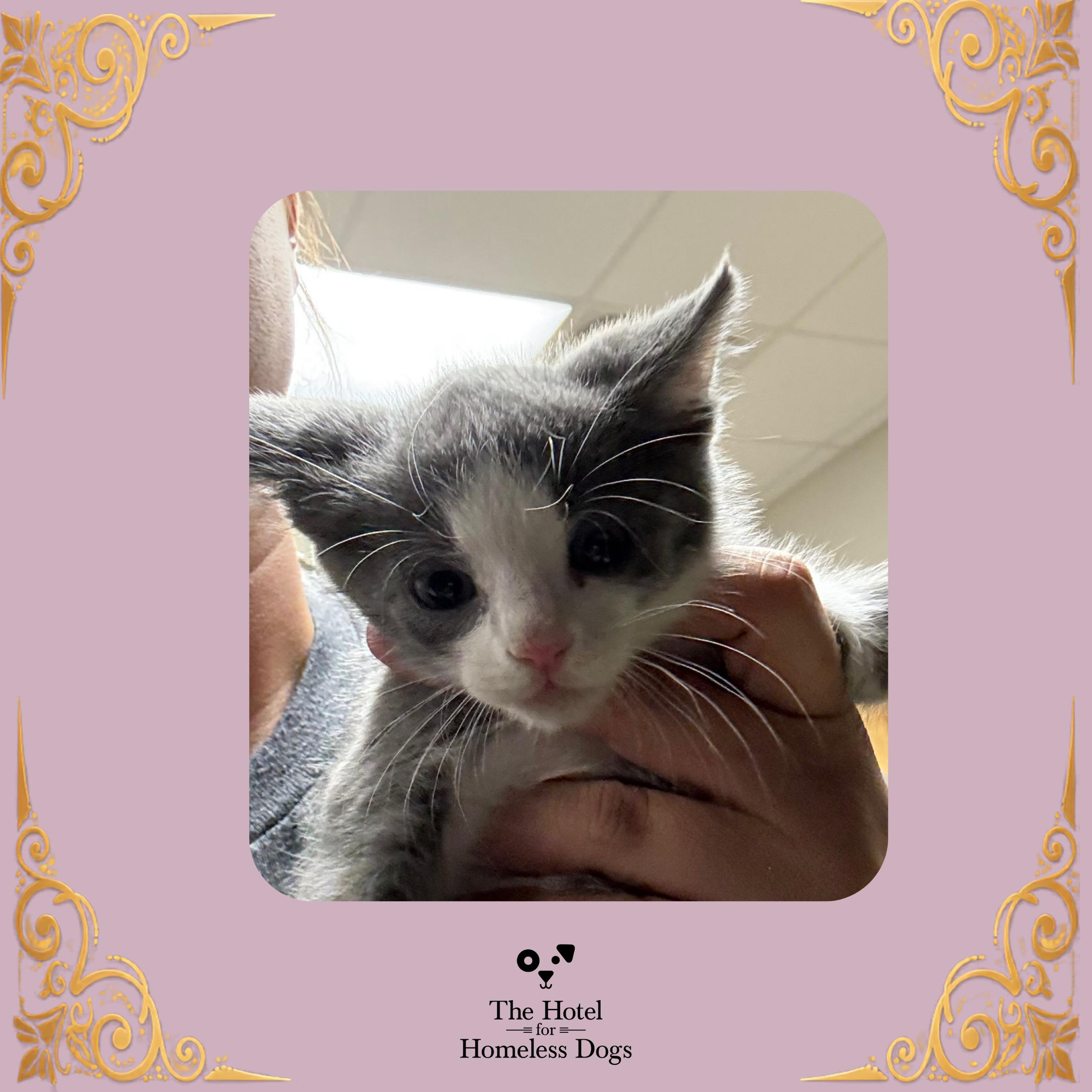 Magenta, Adopted, Kitten Female Domestic Medium Hair.