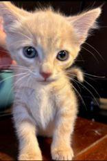 Gabrielle Landeclaws (female), an adoptable Domestic Short Hair in Eagle, CO, 81631 | Photo Image 3