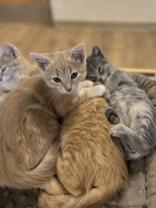 Gabrielle Landeclaws (female), an adoptable Domestic Short Hair in Eagle, CO, 81631 | Photo Image 2