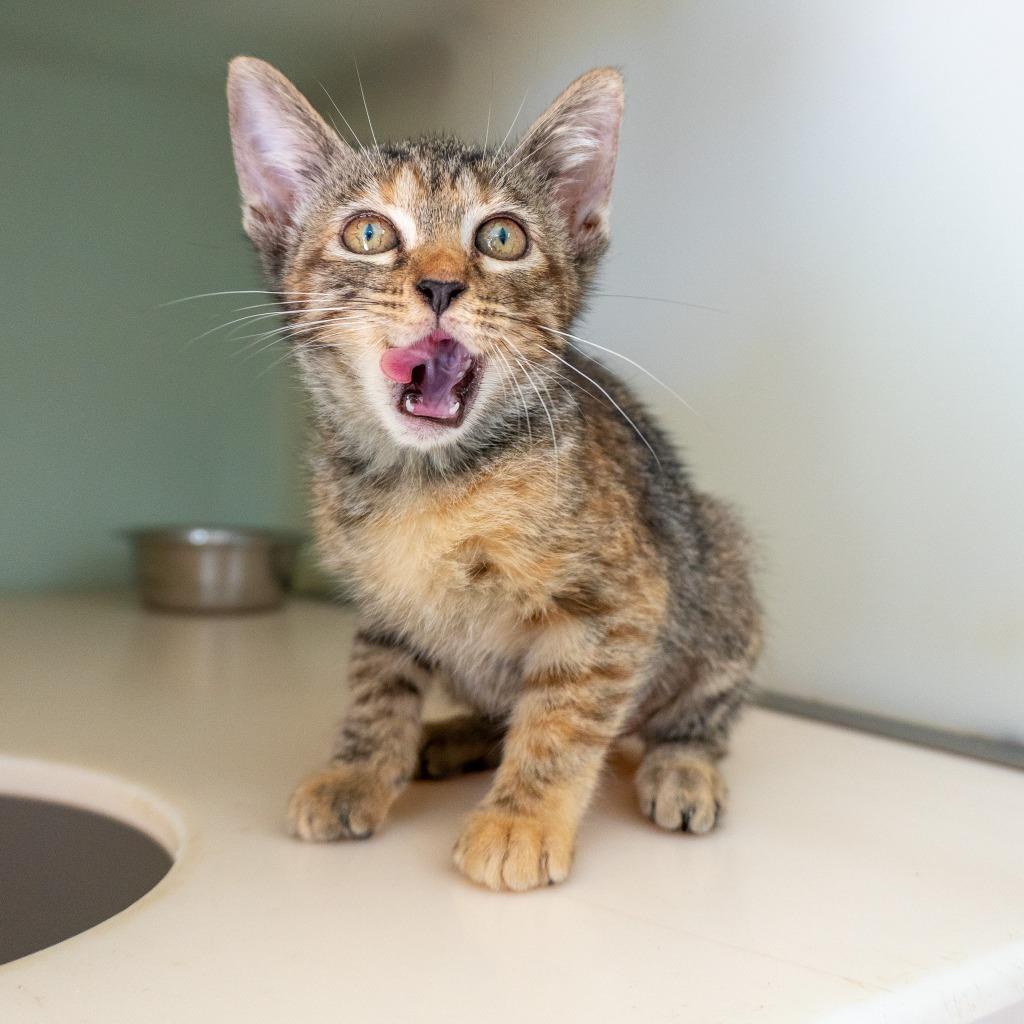 Enlarge Pinecone, a Adoptable American Shorthair in Mangilao, GU image 1/2
