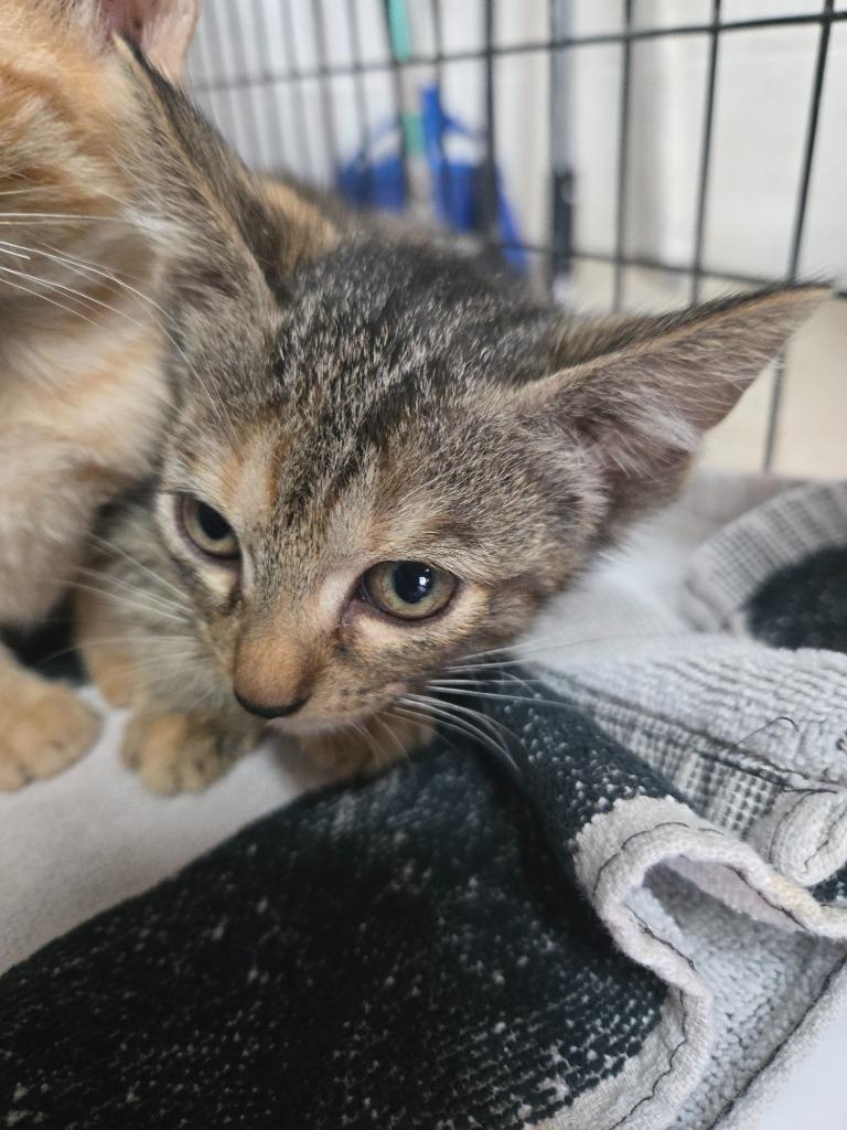 Enlarge Pinecone, a Adoptable American Shorthair in Mangilao, GU image 2/2