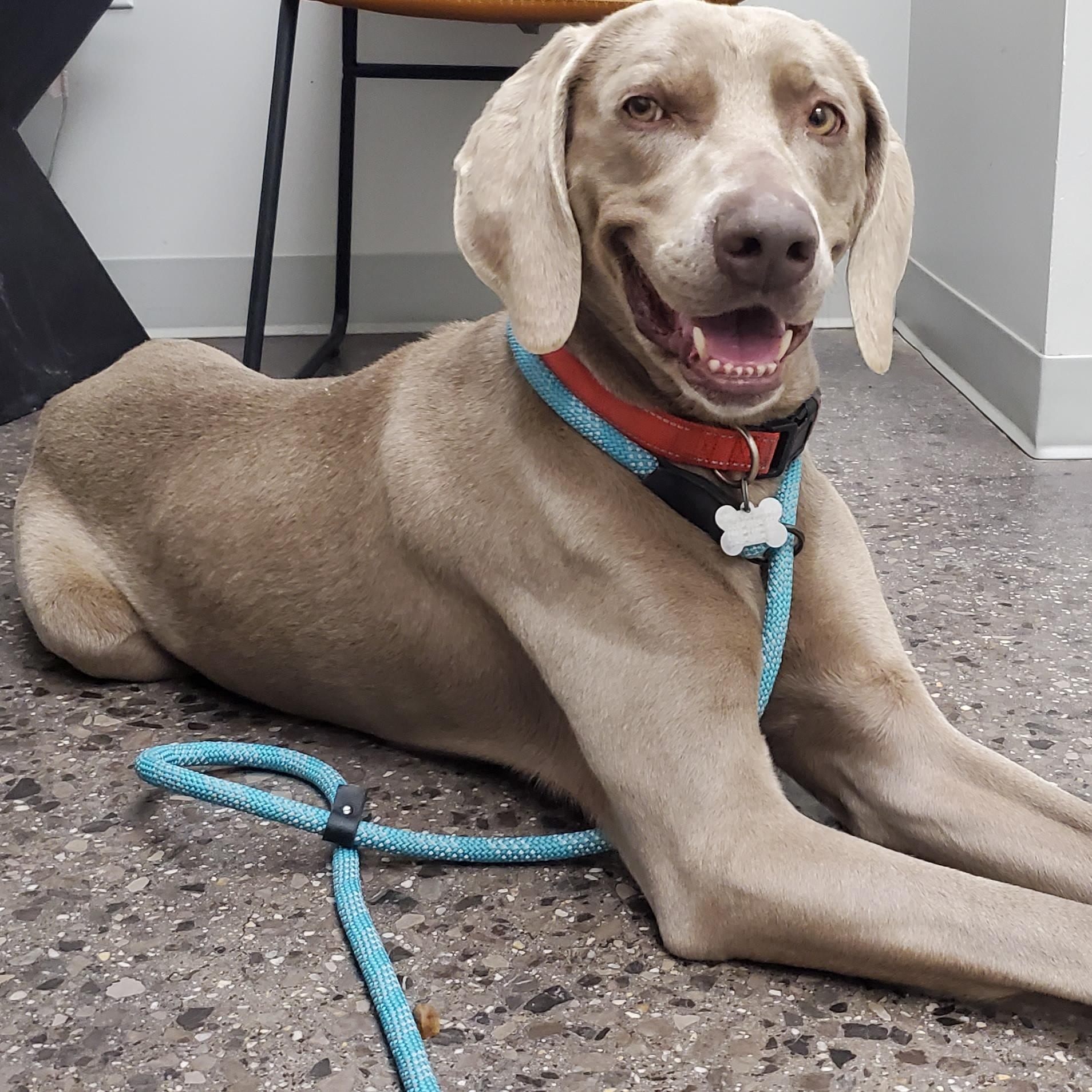 Enlarge Marshall, a ADOPTABLE Weimaraner in Birmingham, AL image 1/3