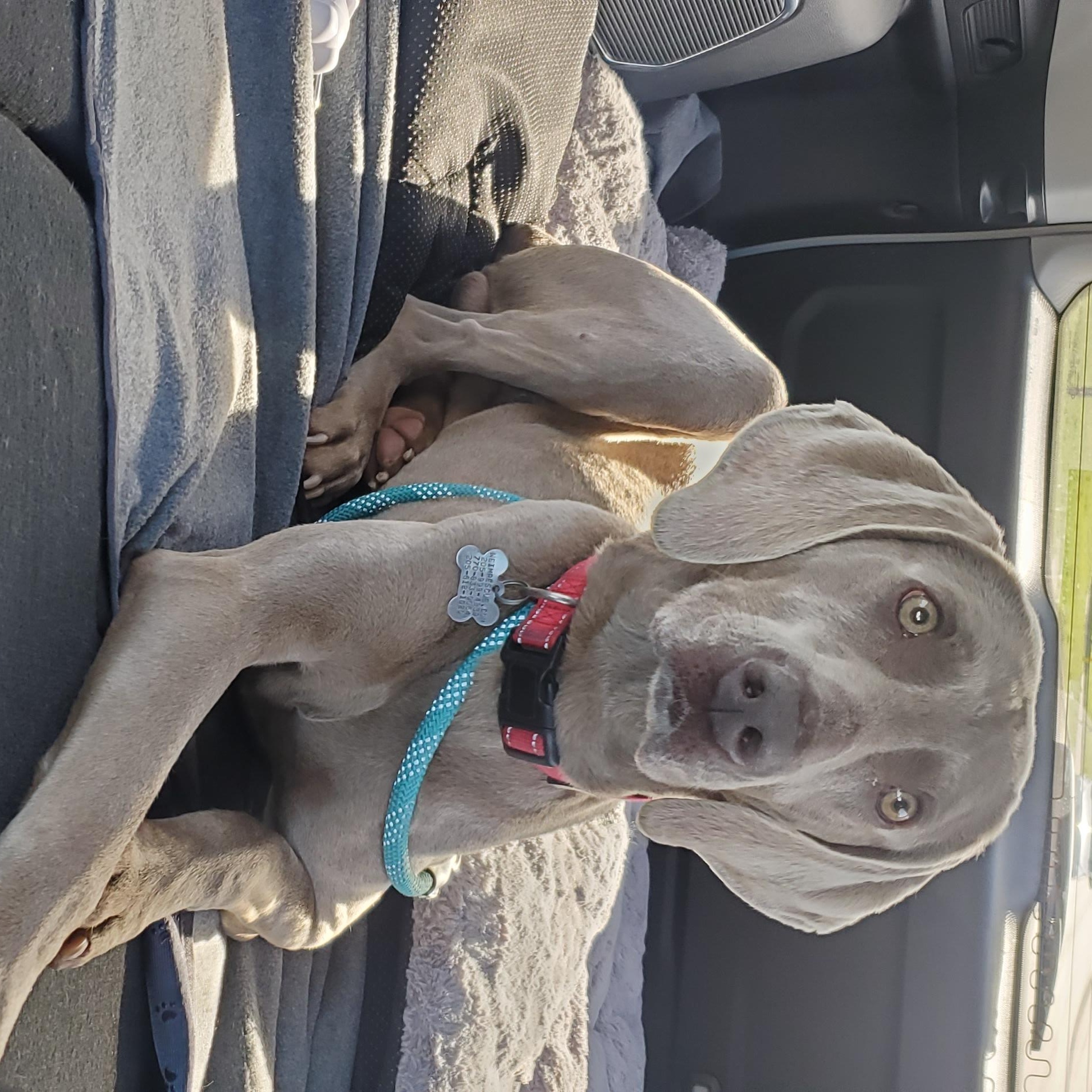 Enlarge Marshall, a ADOPTABLE Weimaraner in Birmingham, AL image 3/3