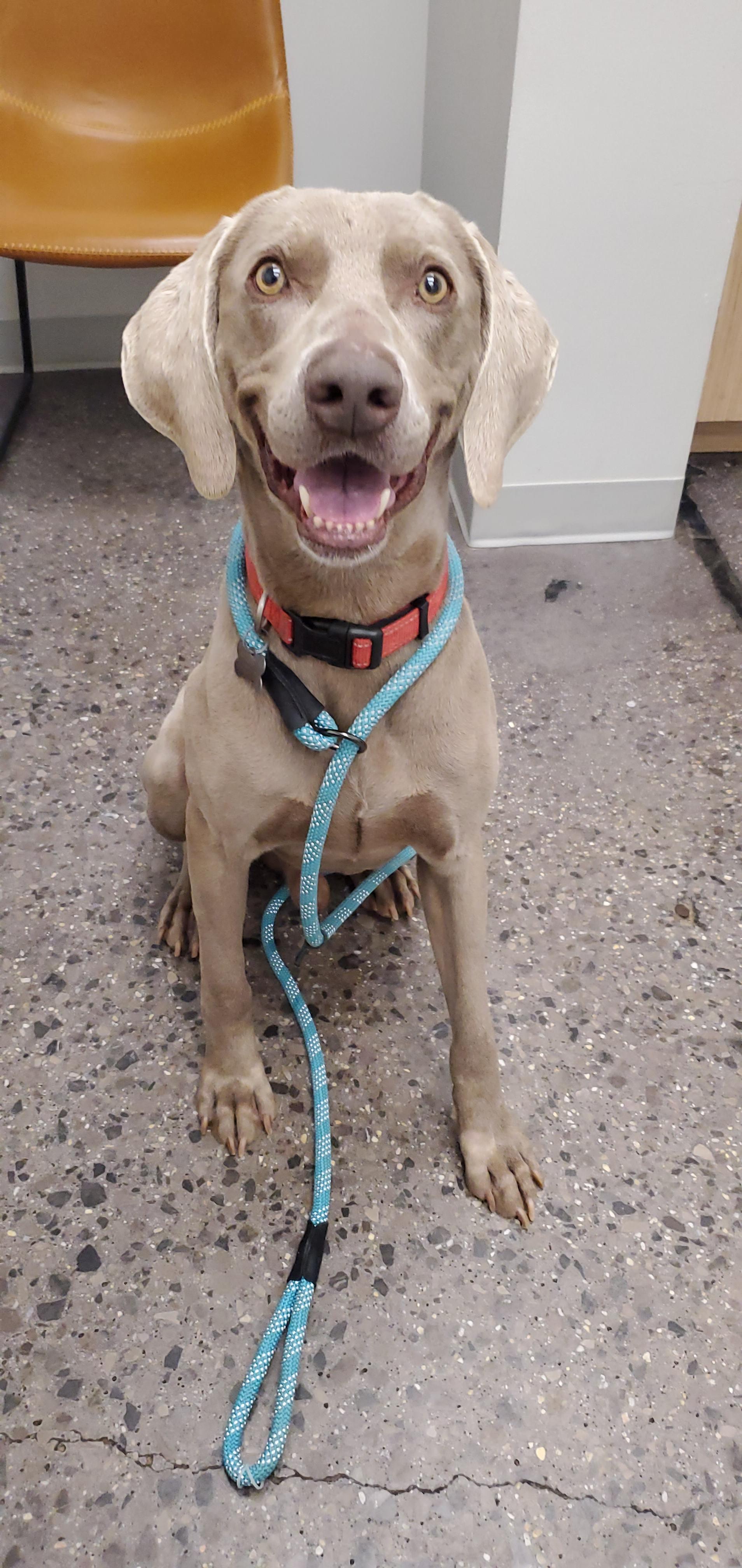 Enlarge Marshall, a ADOPTABLE Weimaraner in Birmingham, AL image 2/3