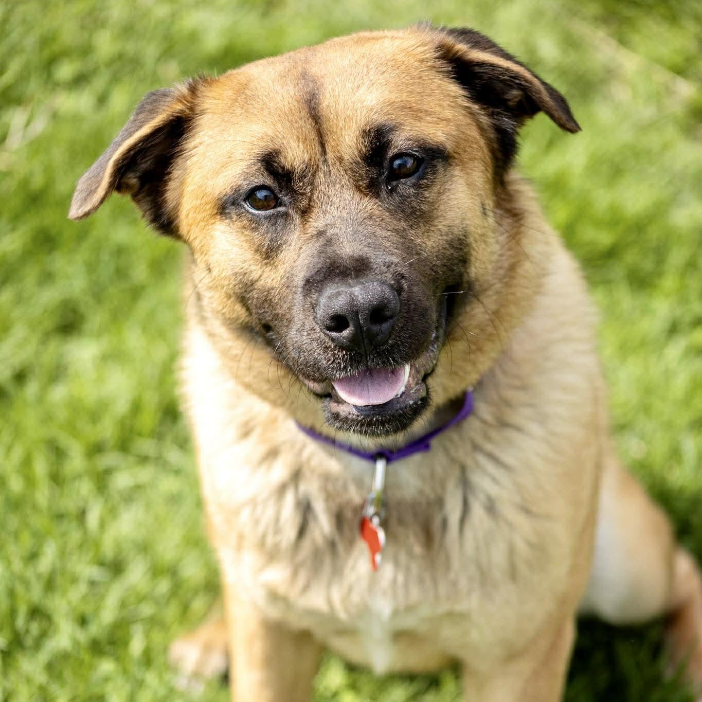 Enlarge Gabby, a ADOPTABLE mixed breed in Valparaiso, IN image 1/3