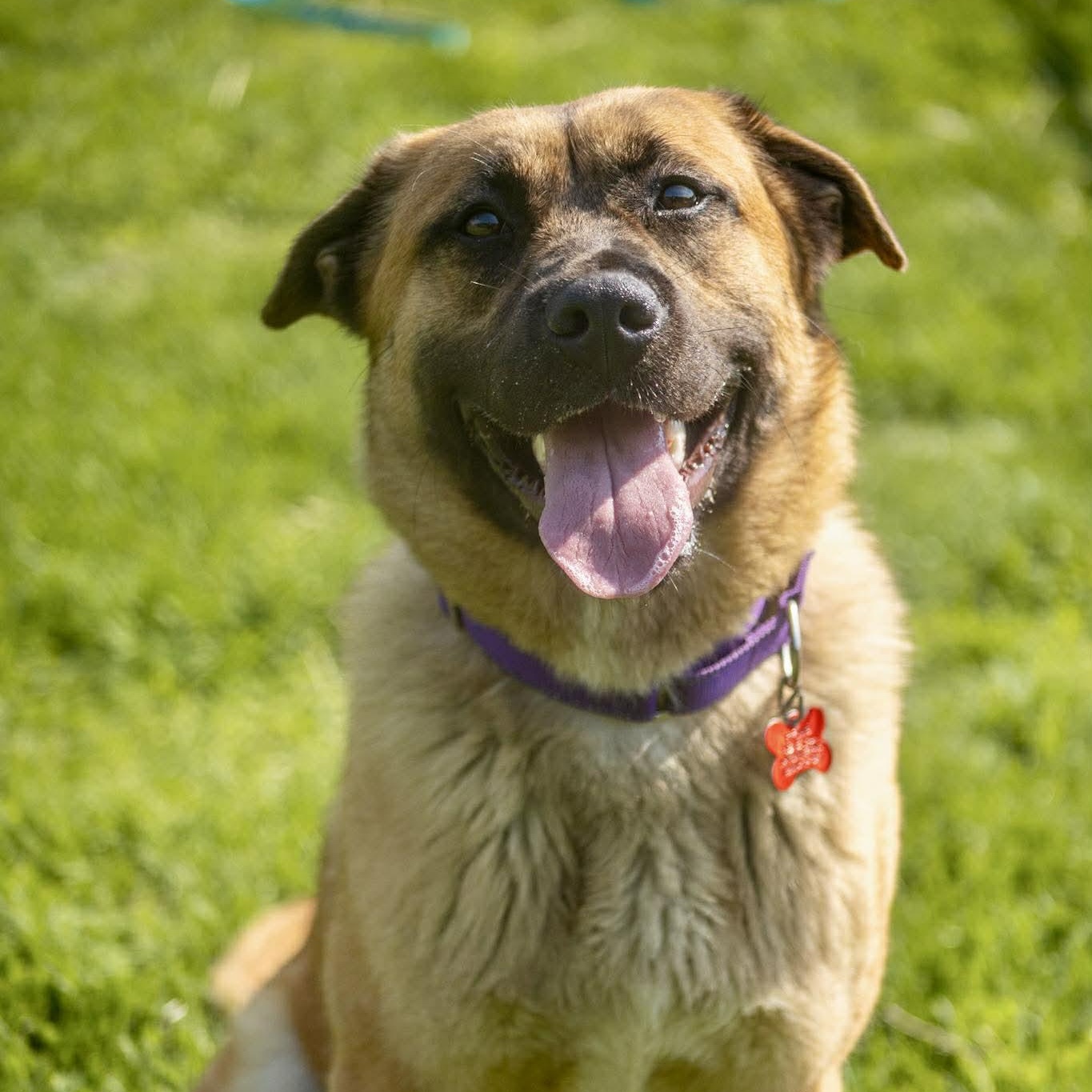 Enlarge Gabby, a ADOPTABLE mixed breed in Valparaiso, IN image 3/3