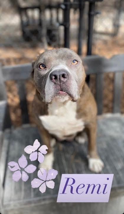 Remy, Adoptable, Adult Female Mixed Breed.