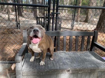 Remy, an adoptable Mixed Breed in Georgetown, SC, 29440 | Photo Image 3