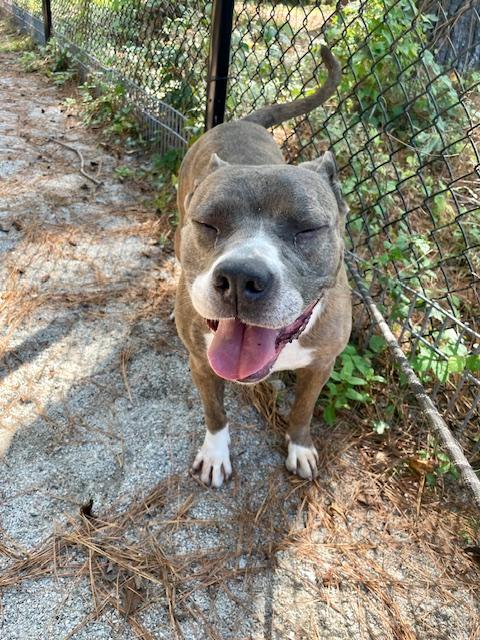 Remy, an adoptable Mixed Breed in Georgetown, SC, 29440 | Photo Image 4