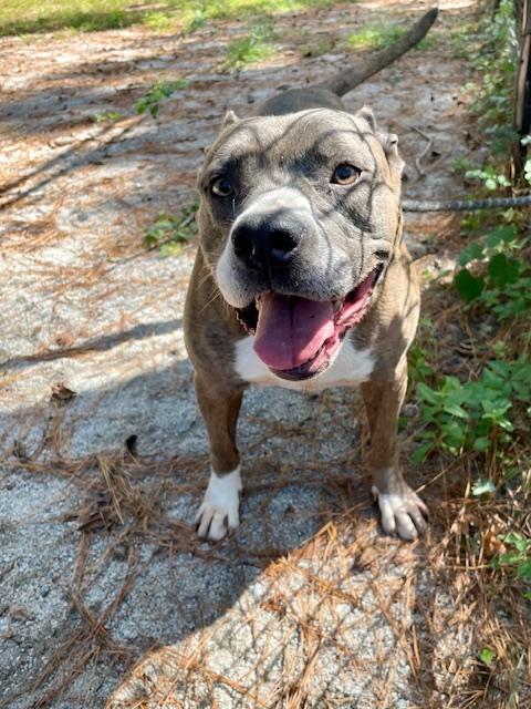 Remy, a Adoptable mixed breed in Georgetown, SC image 4/5
