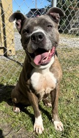 Remy, a Adoptable mixed breed in Georgetown, SC image 5/5