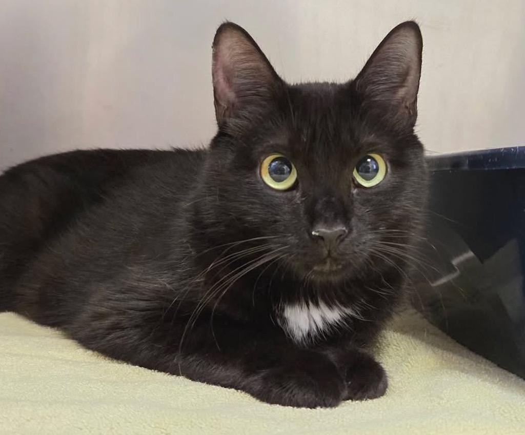 Envy Adams, Adoptable, Young Female Domestic Short Hair.